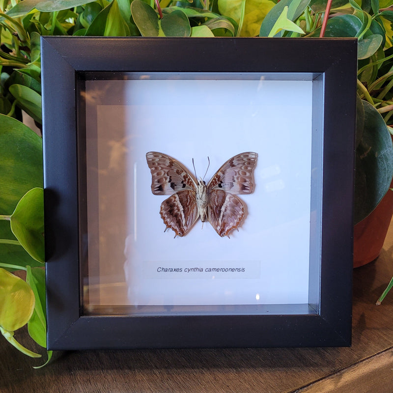 Western Red Charaxes Butterfly in Frame