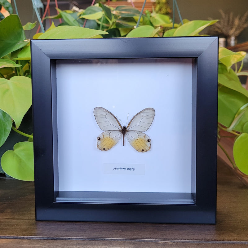 Amber Phantom Butterfly in Frame