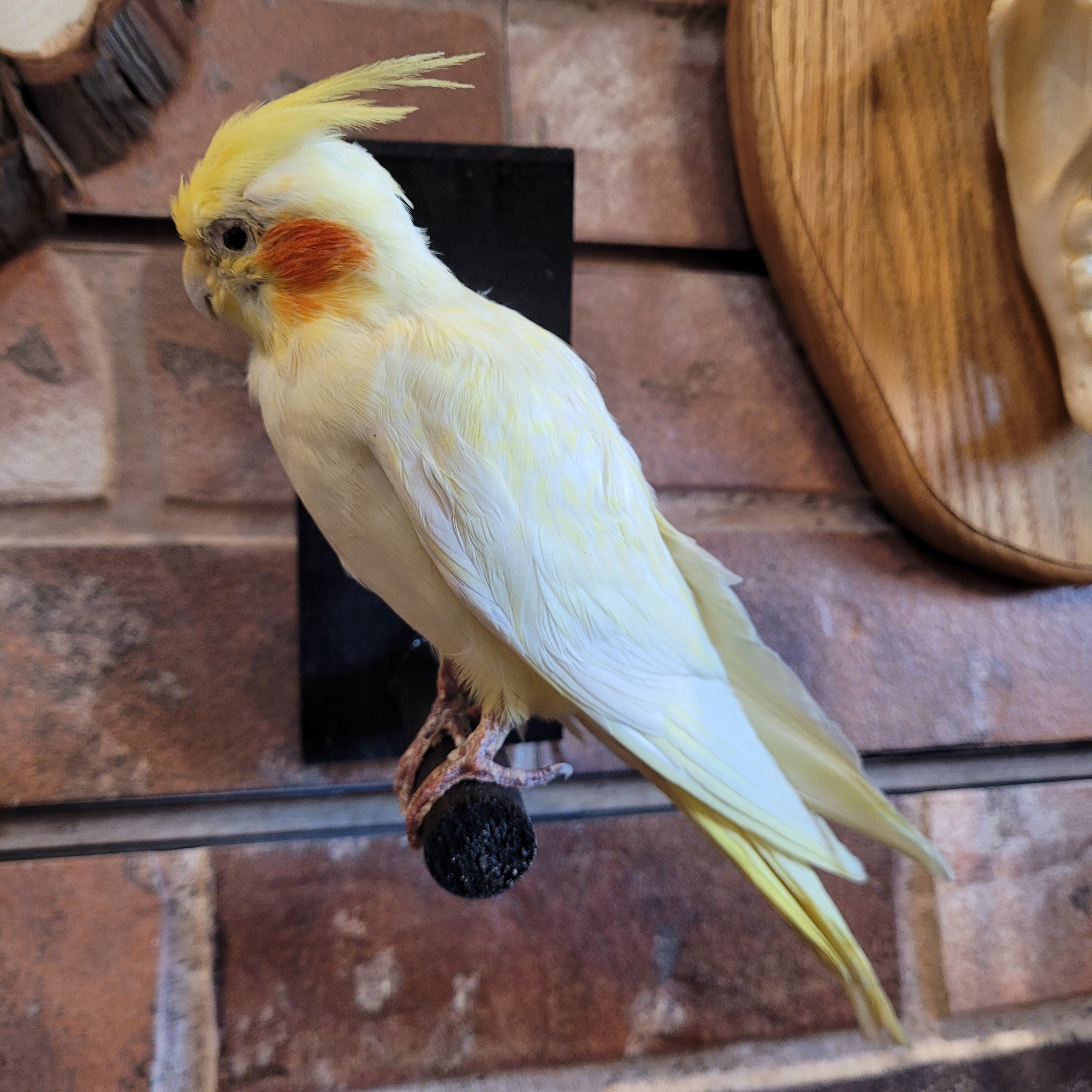 yellow cockatiel bird