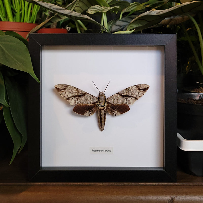 Grey Double-bristled Hawkmoth in Frame