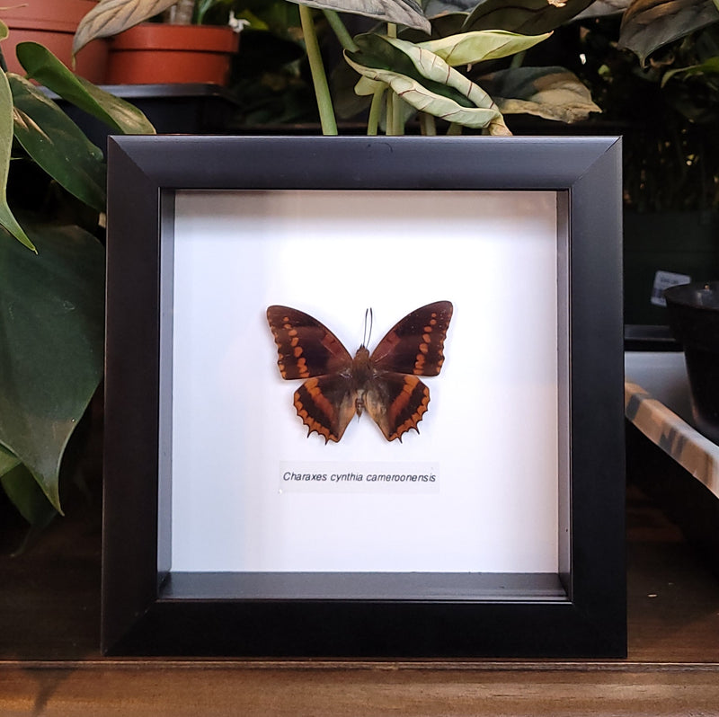 Western Red Charaxes Butterfly in Frame
