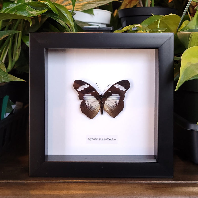 Variable Eggfly Butterfly in Frame