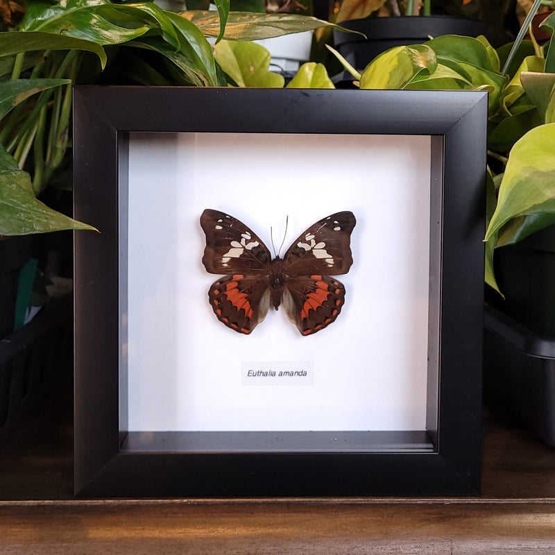 Sulawesi Gaudy Baron Butterfly in Frame