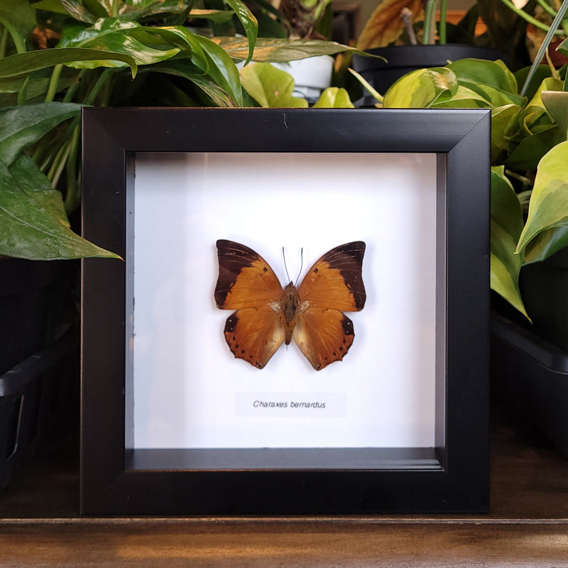 Tawny Rajah Butterfly in Frame