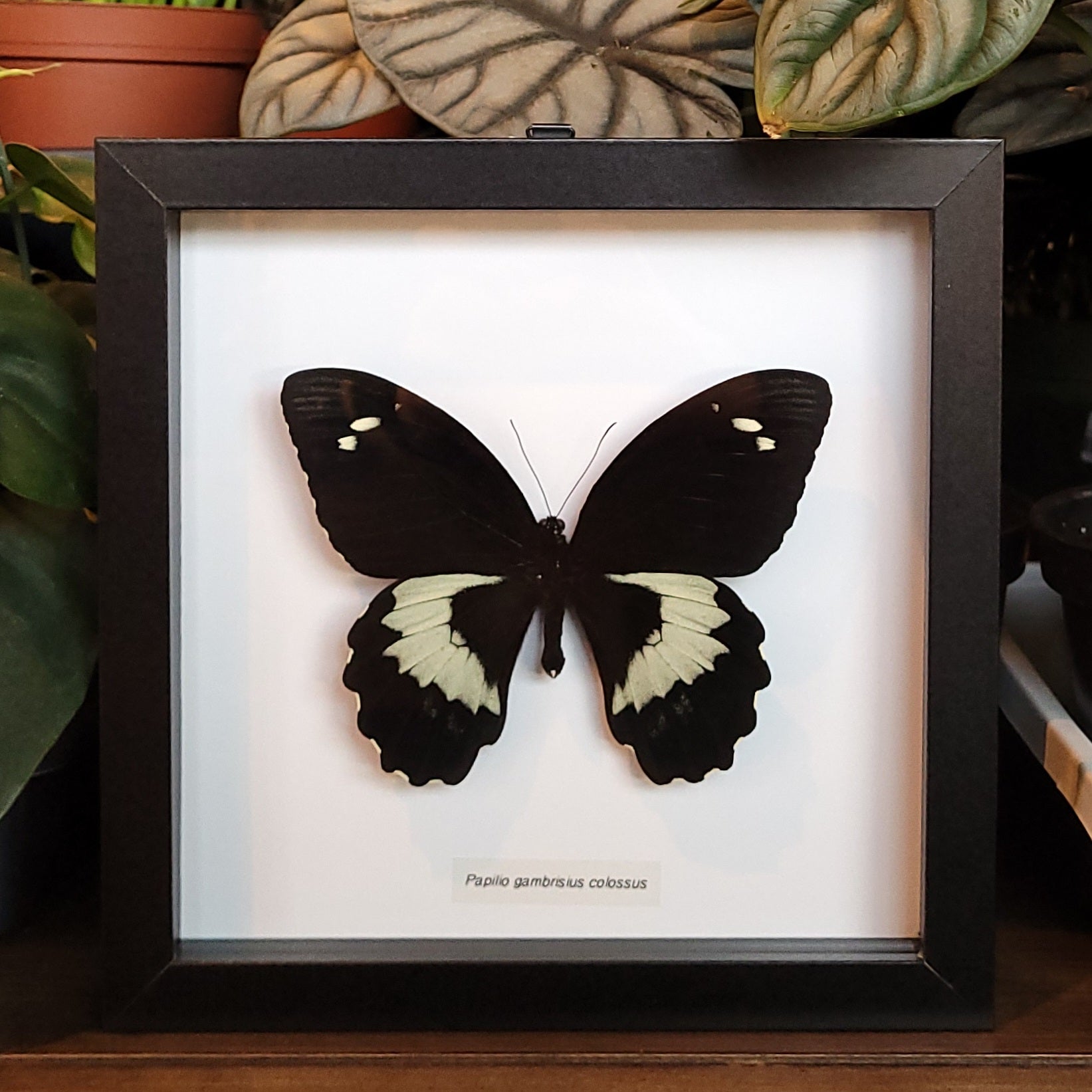 Swallowtail Butterfly in Baroque Style Frame (Papilio good gambrisius)