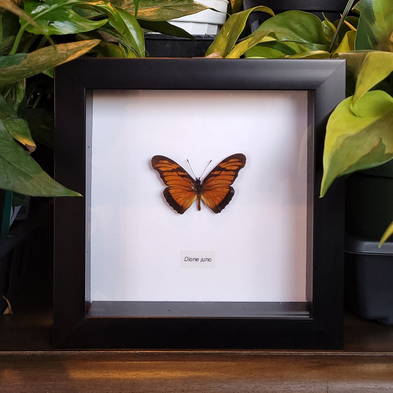 Juno Silverspot Butterfly in Frame