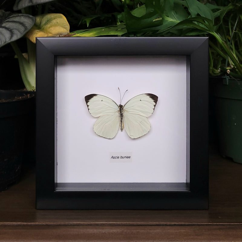 Great Southern White Butterfly In Frame
