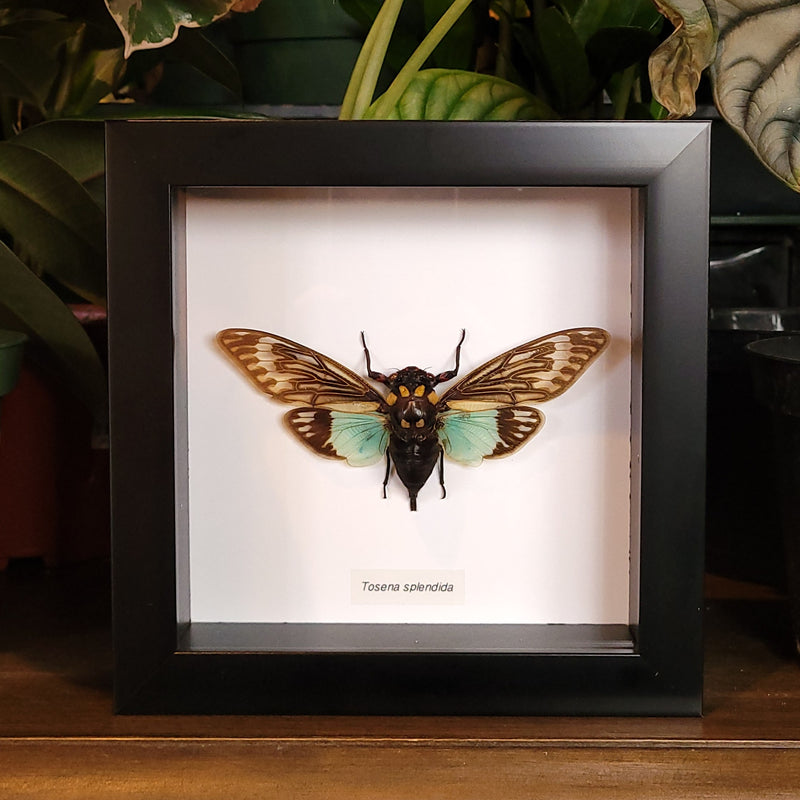 Tosena splendida Cicada in Frame