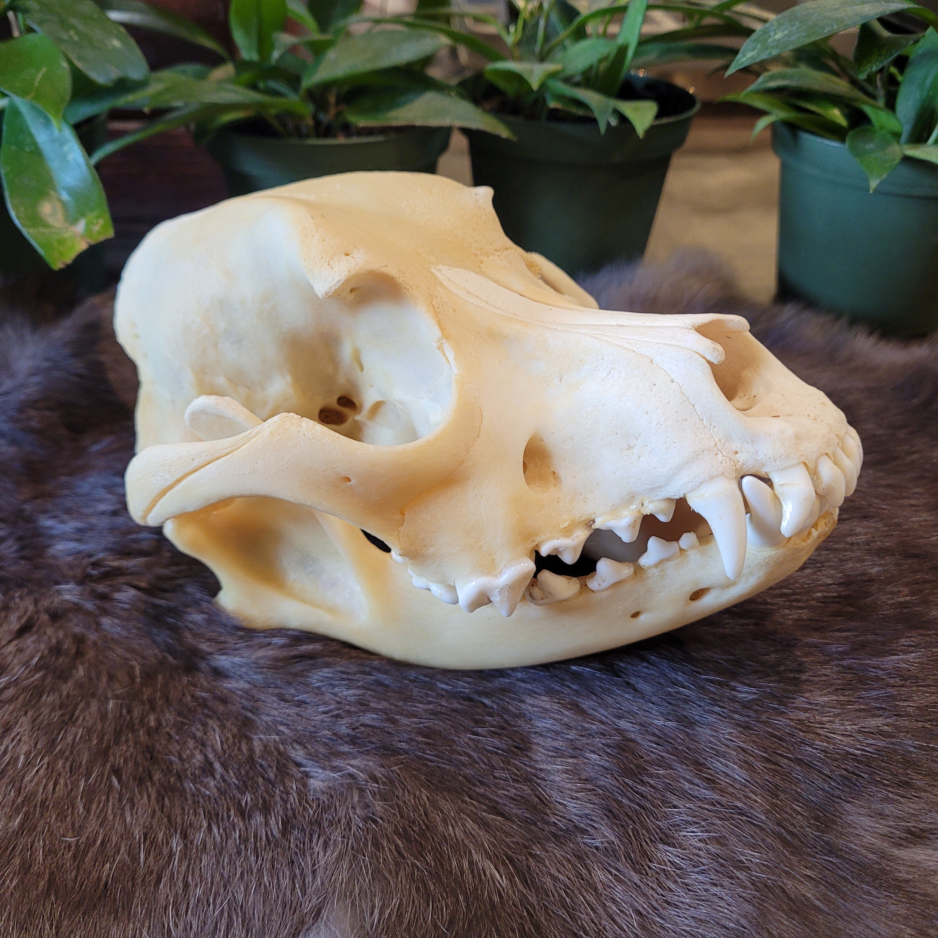 Domestic dog skull best sale