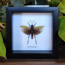 Northern Spotted Grasshopper in Frame