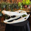 Alligator Skull