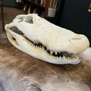 Alligator Skull