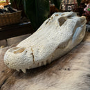 Alligator Skull