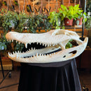 Alligator Skull