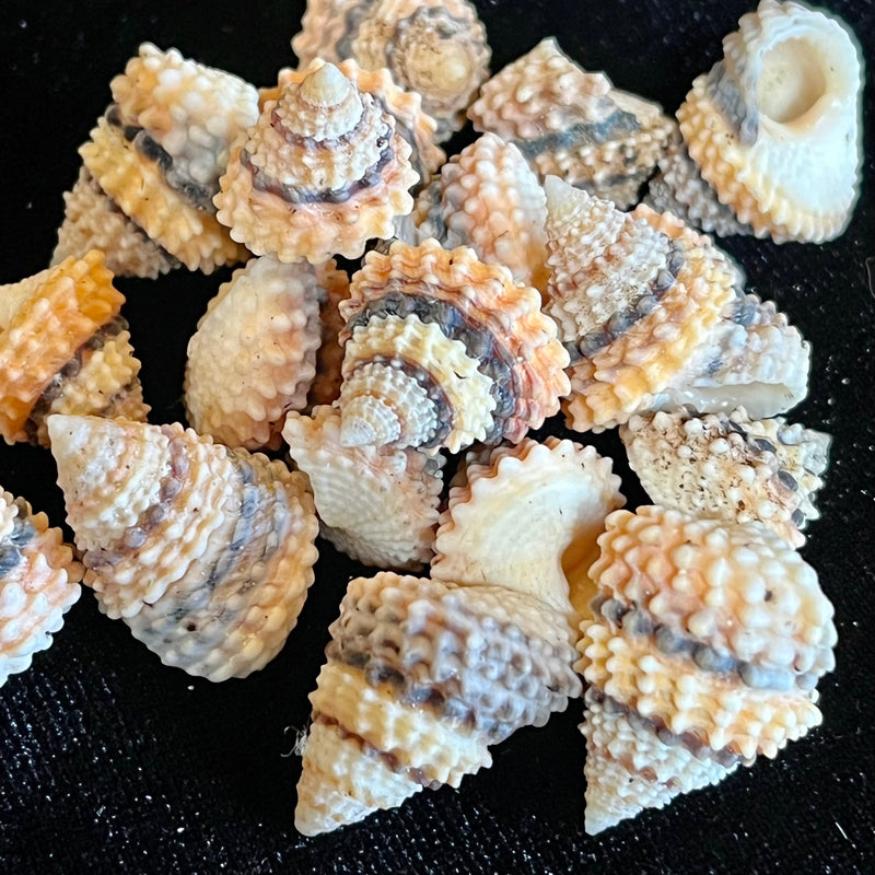 Candy Snail Shell
