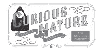 Curious Nature