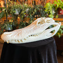 Alligator Skull