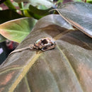 Mountain Lion Skull Necklace