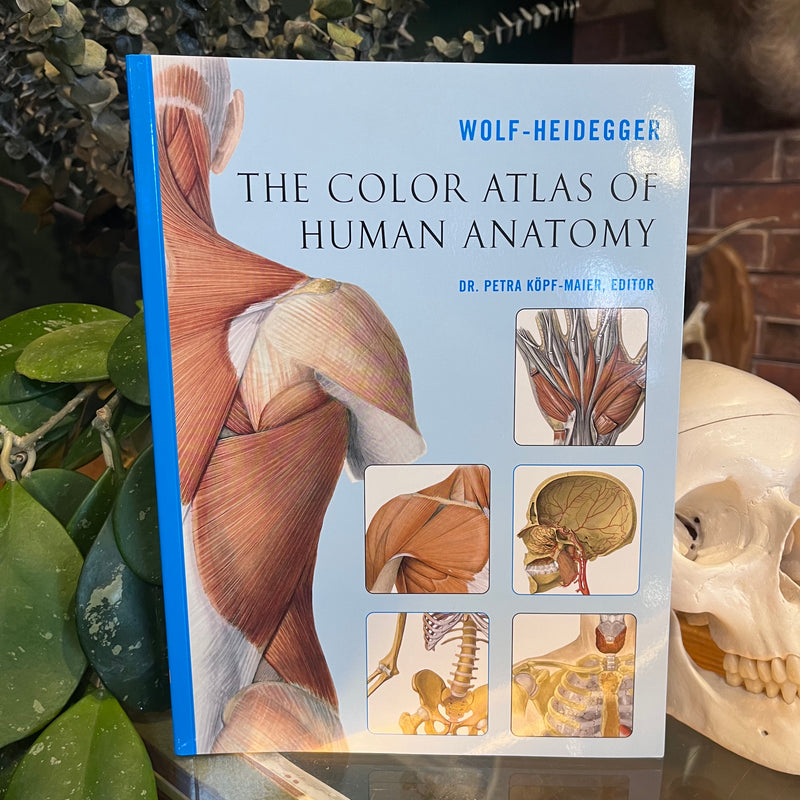 The Color Atlas of Human Anatomy by Wolf-Heidegger