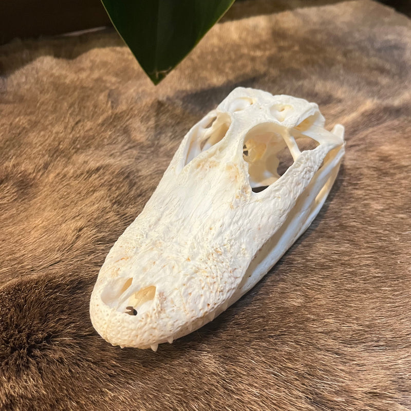 Alligator Skull