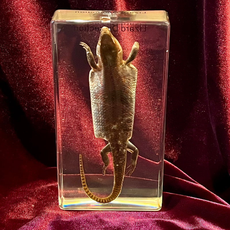 Lizard Dissection in Resin
