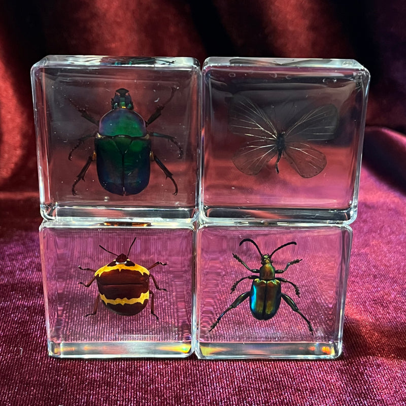 Insect Collection Paperweight