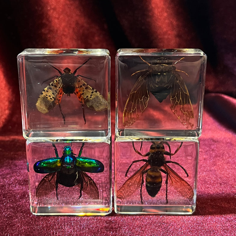 Flying Insect Collection Paperweight