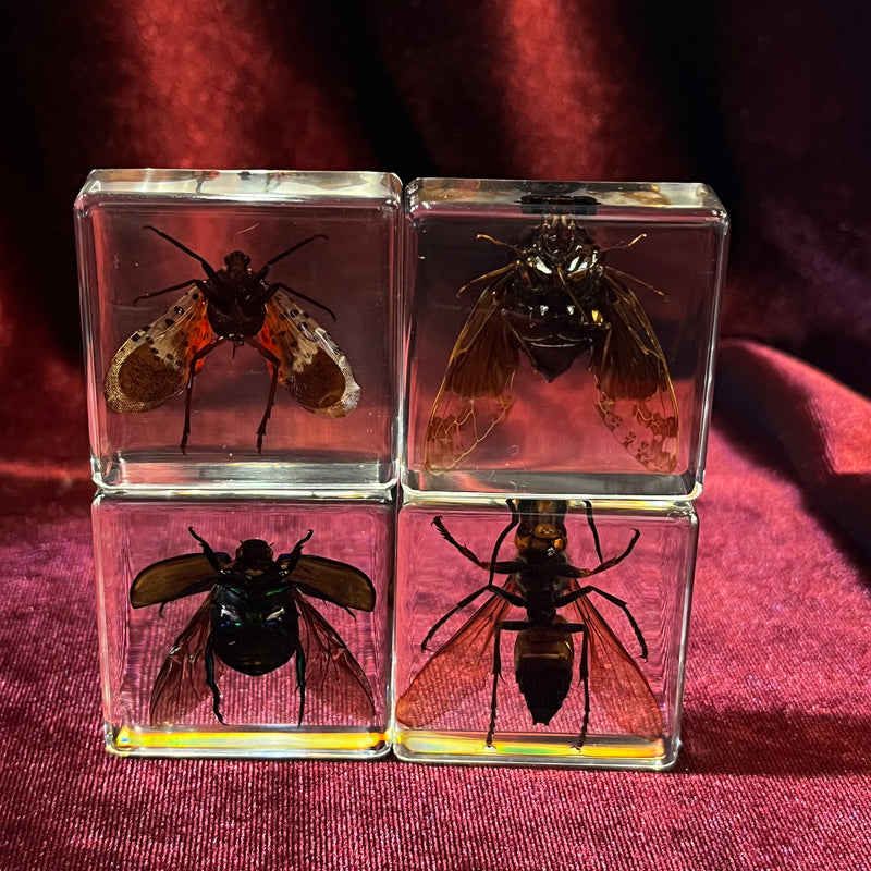 Flying Insect Collection Paperweight