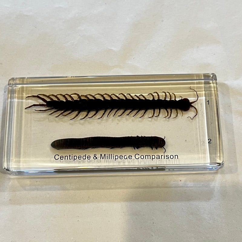 Centipede and Millipede Comparison Paperweight