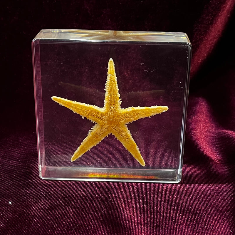 Starfish Paperweight