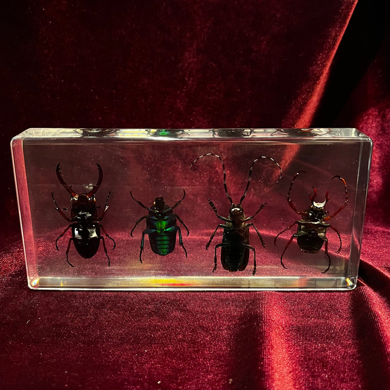 4 Insect Collection Paperweight