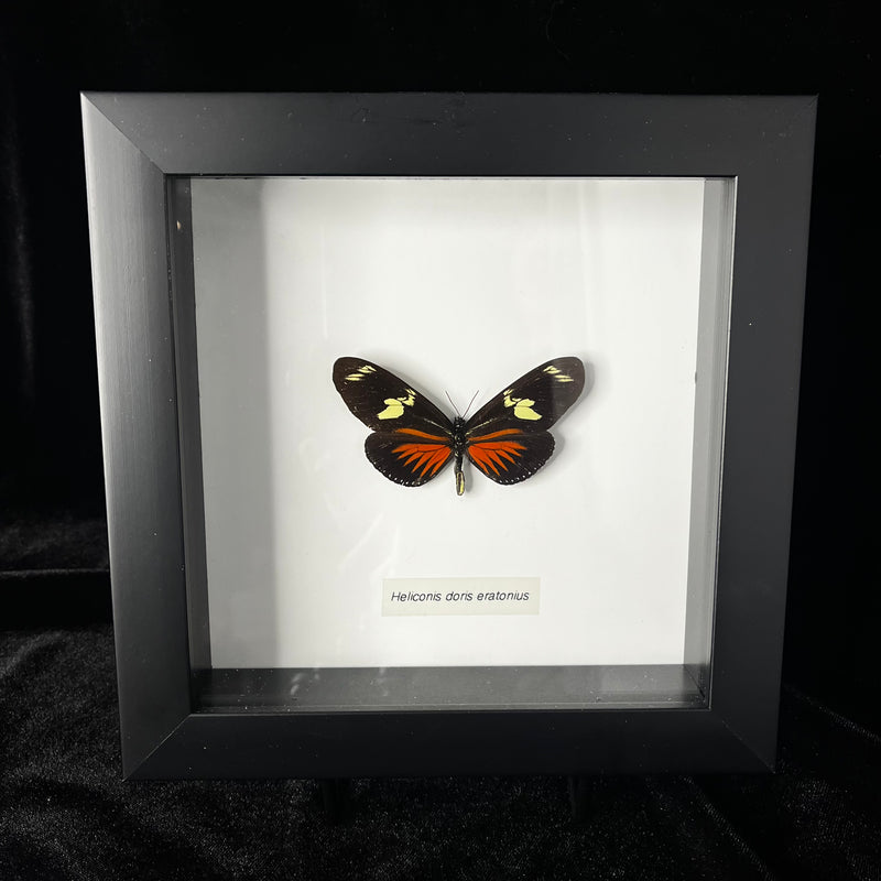 Doris Longwing Butterfly in Frame