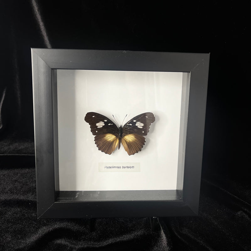 Hypolimnas bartelotti Butterfly in Frame