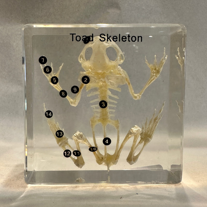 Toad Skeleton Paperweight