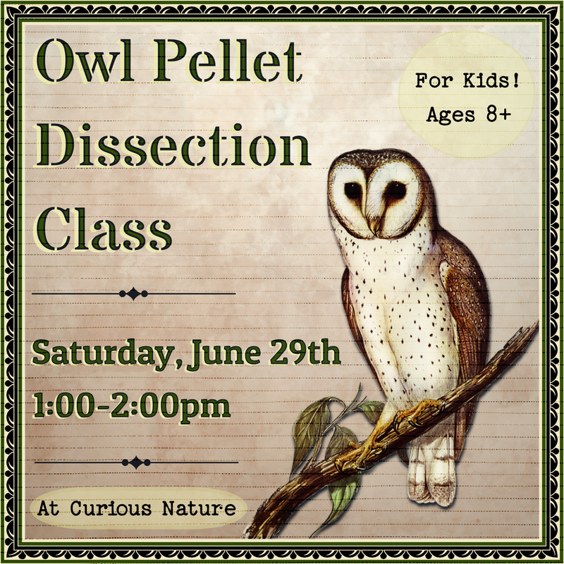 06/29/24 Kids Owl Pellet Class