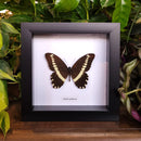 Narrow-banded Swallowtail Butterfly in Frame
