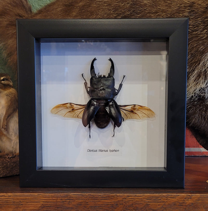 Giant Stag Beetle in Frame