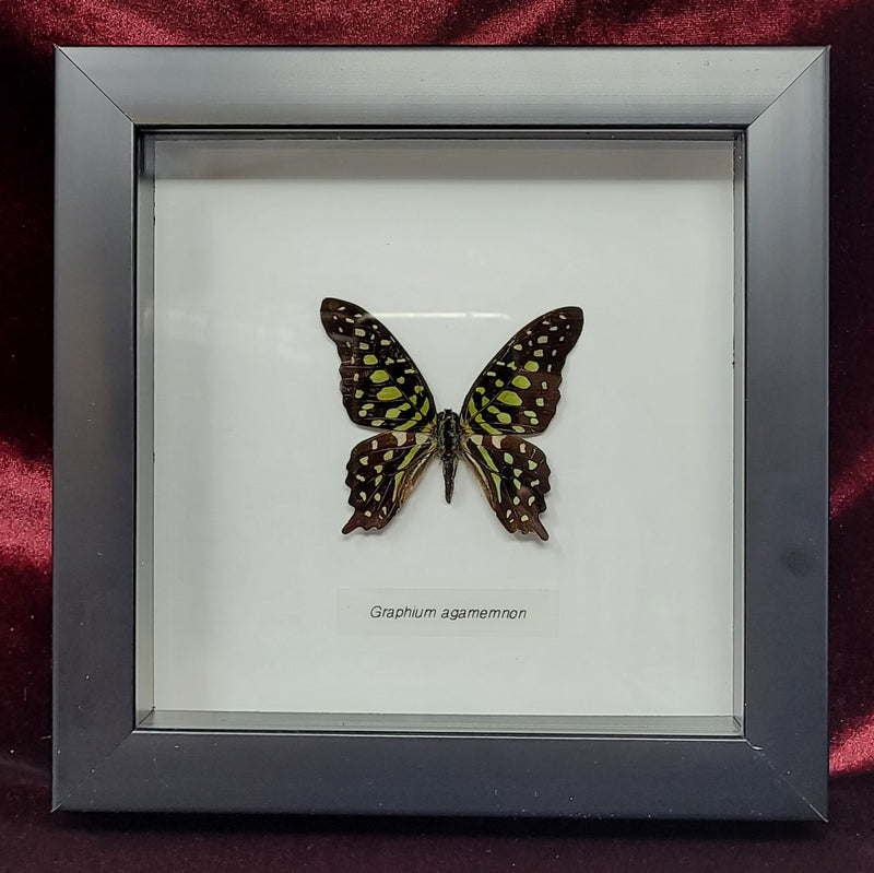 Tailed Jay Butterfly in Frame