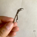 Sparrow Foot