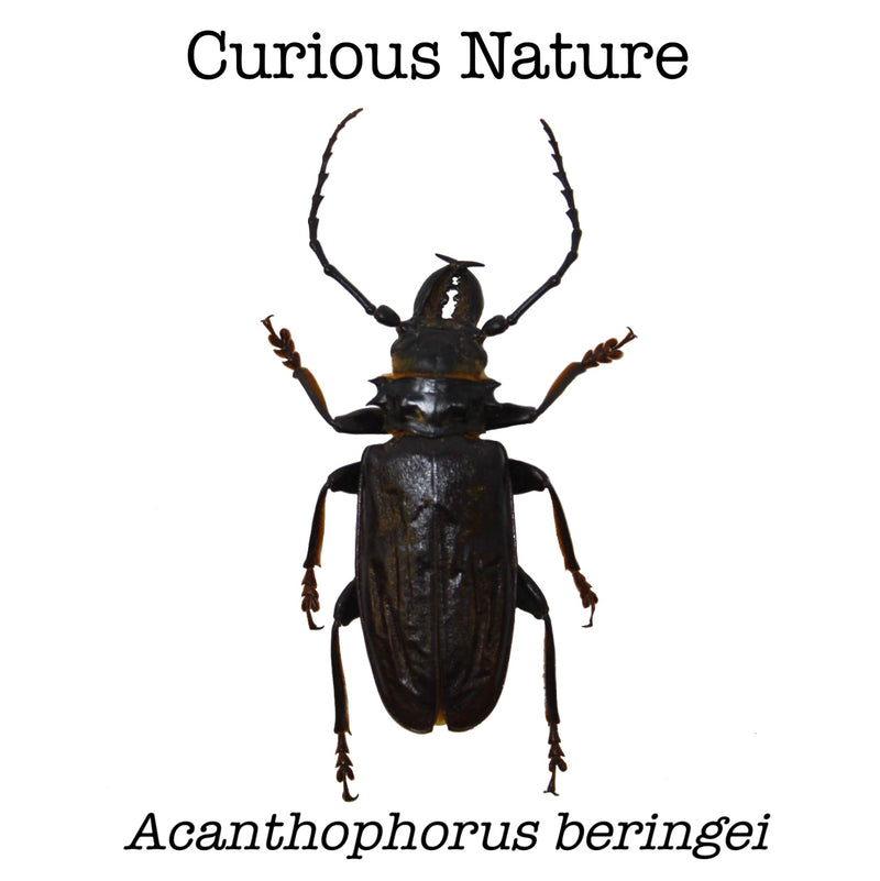 Acanthophorus beringei