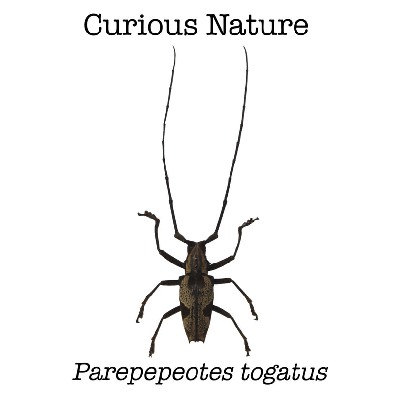 Parepepeotes togatus