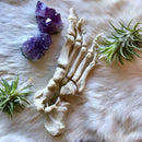 Articulated Human Foot - Right - Curious Nature