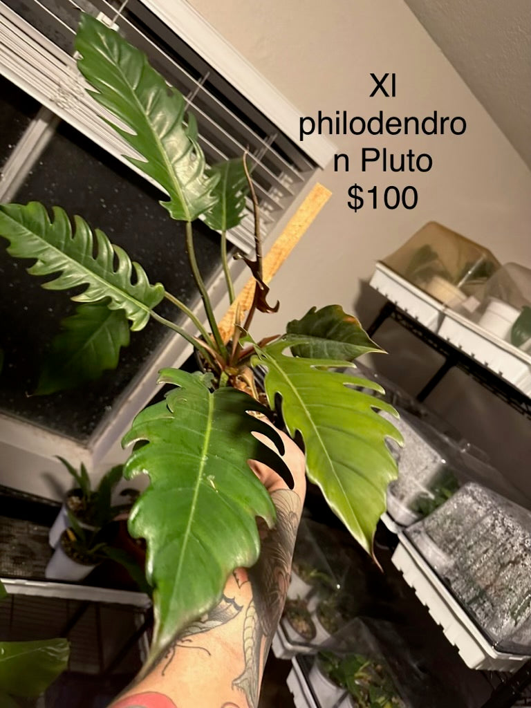 XL philodendron Pluto