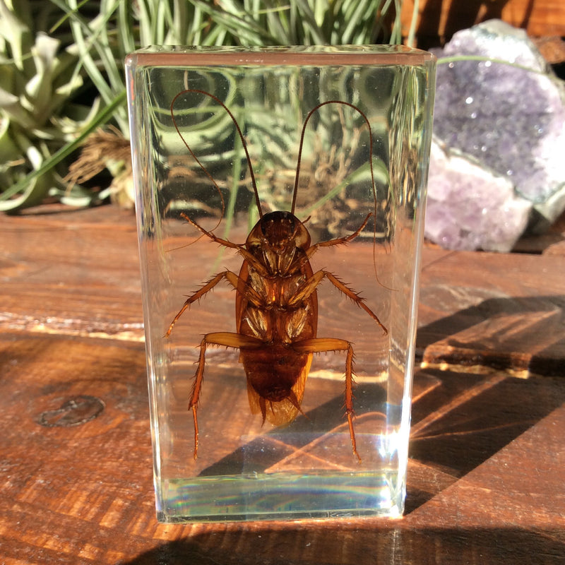 Cockroach Paperweight - Curious Nature