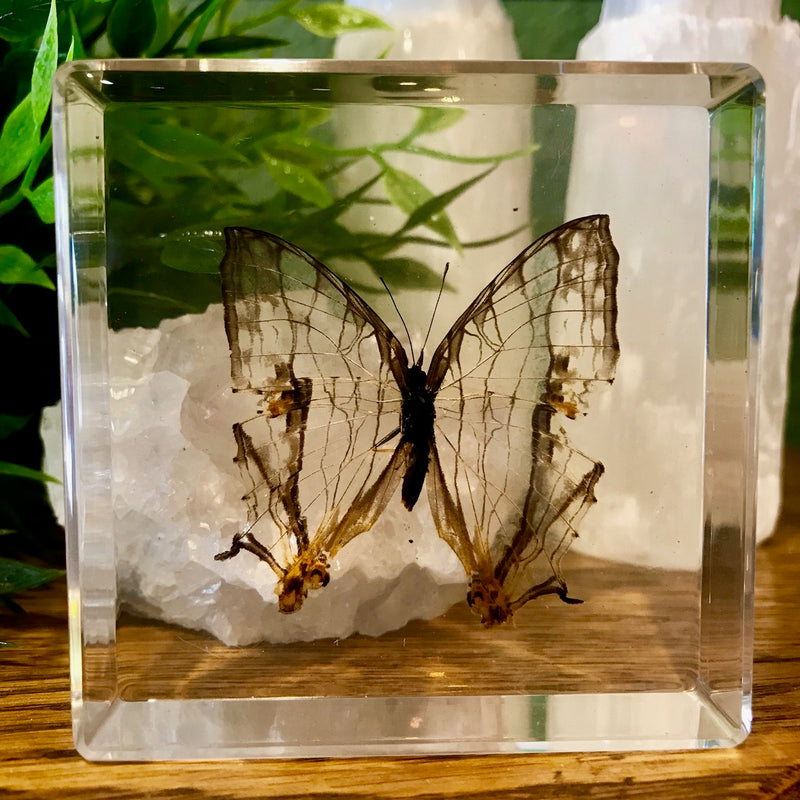 Common Mapwing Butterfly Paperweight - Curious Nature