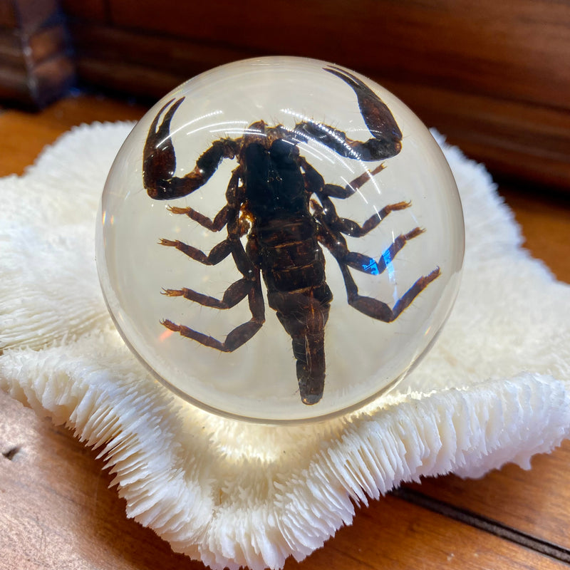Flat Black Scorpion Globe Paperweight