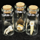 Authentic Human Tooth