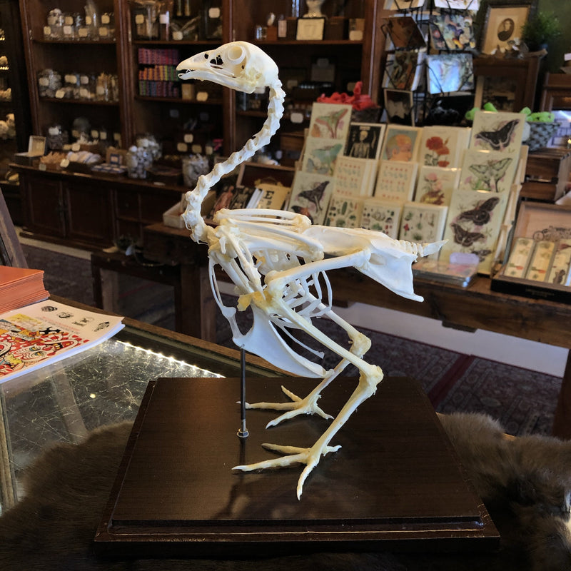 Chicken Skeleton in Acrylic Case - Curious Nature