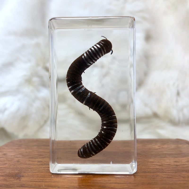 Millipede Paperweight