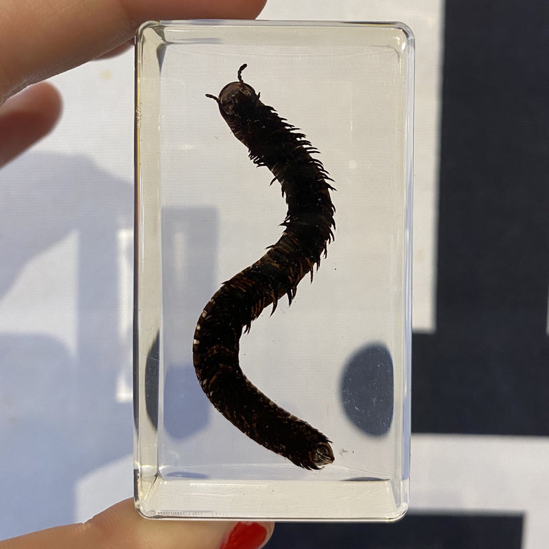 Millipede Paperweight - Curious Nature